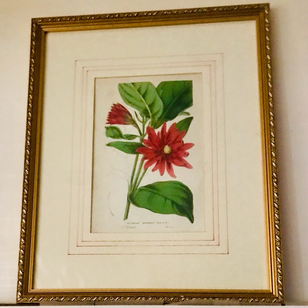 Antique Botanical Print Calycanthus Occidentalis